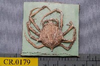 藏品(溝痕絨球蟹)的圖片